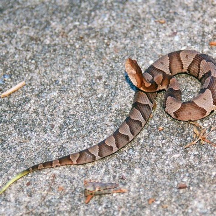 Are there Copperheads in Mississippi?