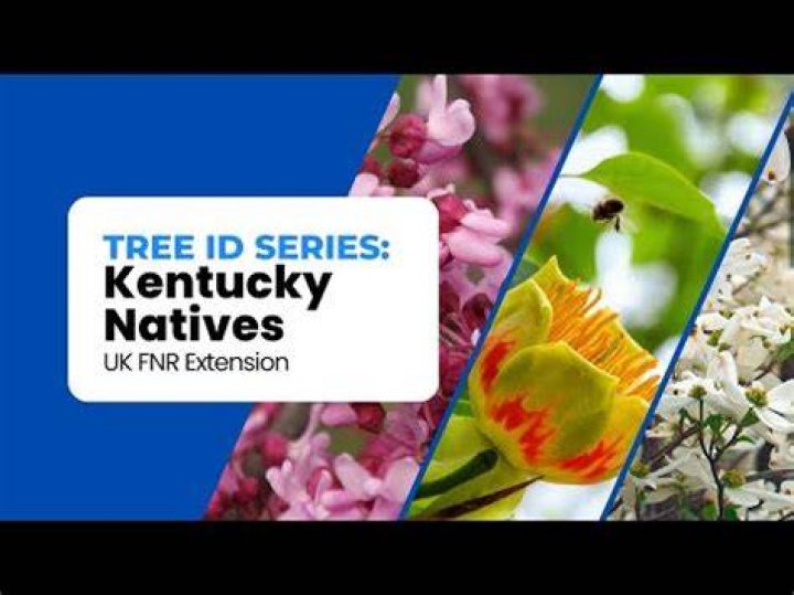 Are there pine trees in Kentucky?