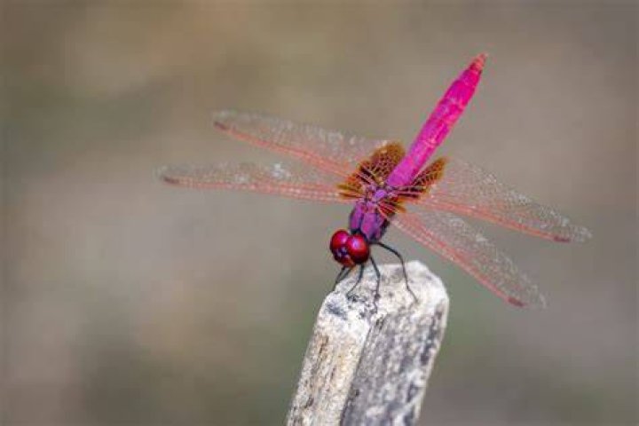 Are there pink dragonflies?