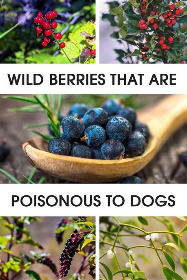 Are Virginia creeper berries poisonous to dogs?