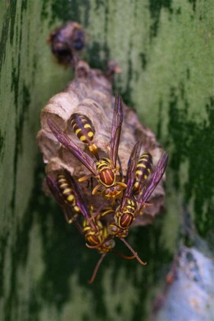 Are wasps attracted to willow trees?