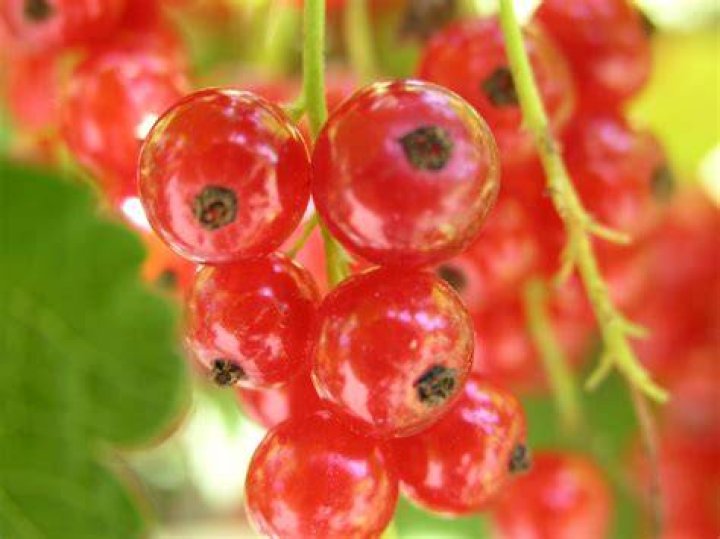 Are wax currants edible?