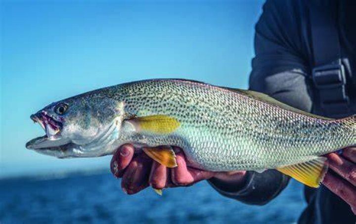 Are weakfish edible?