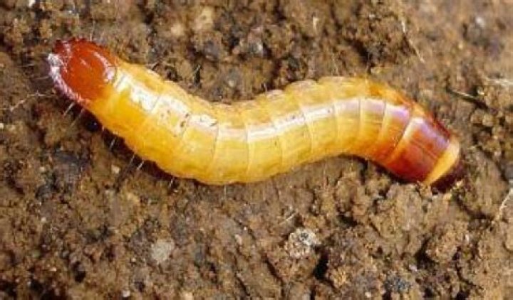 Are wireworms harmful to humans?