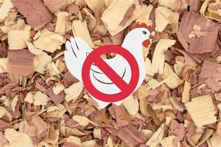 Are wood chips bad for chickens?