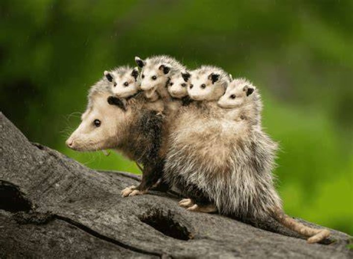 At what age do baby possums leave their mother?