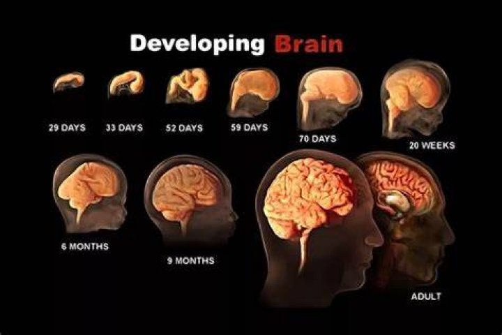 At what age is a man’s brain fully developed?