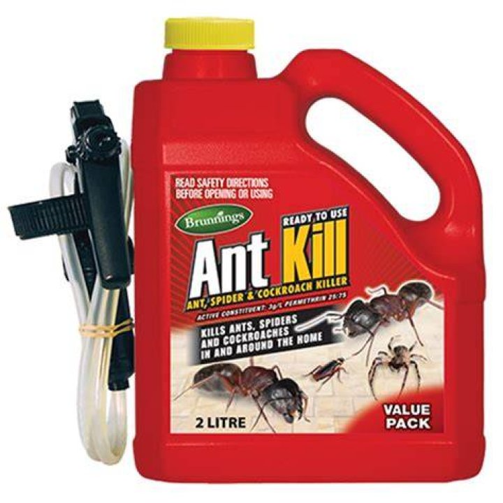 Can a cow killer ant kill a human?