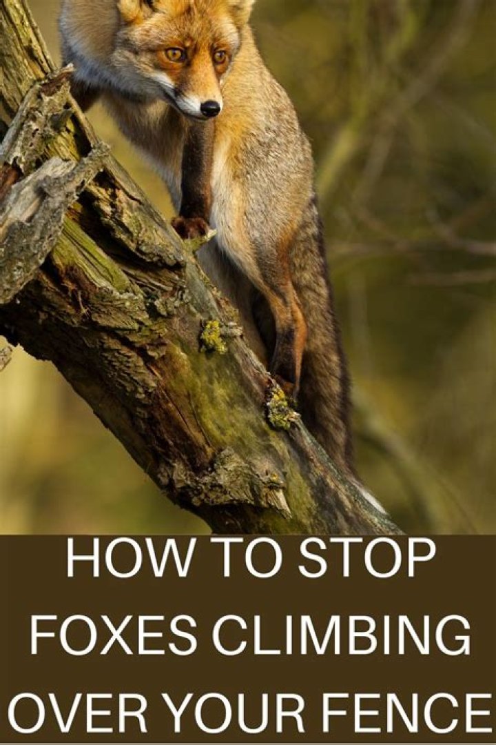 Can a fox climb over a fence?
