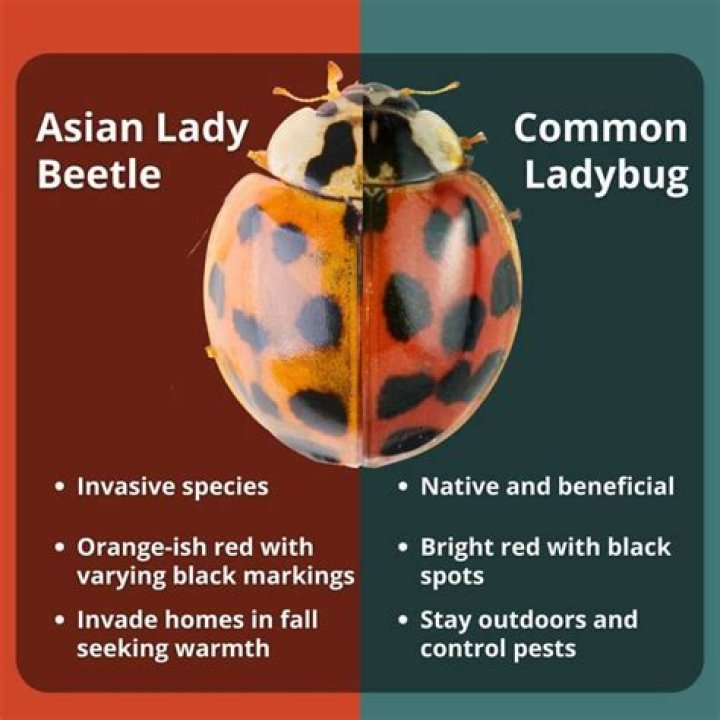Can Asian lady beetles make you sick?