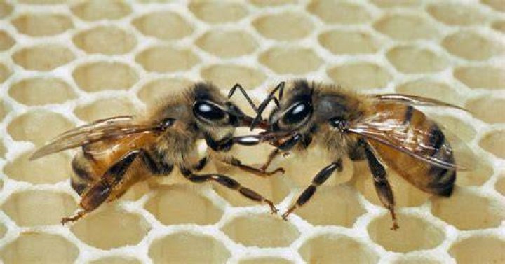 Can bees communicate with each other?