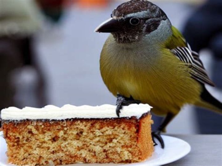 Can birds eat cake?