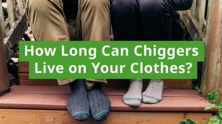 Can chiggers live in your shoes