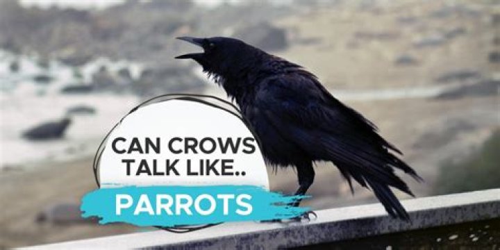Can crows talk?