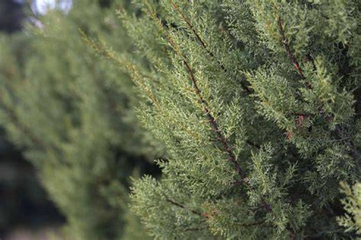 Can cypress trees be transplanted?