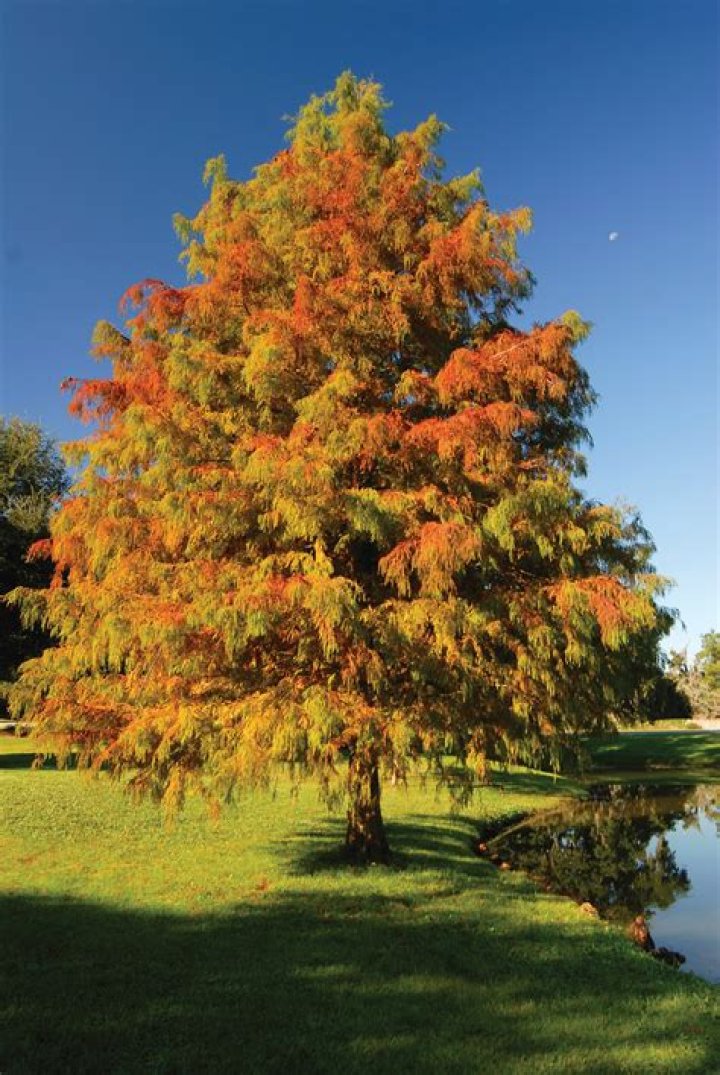 Can cypress trees grow in New England?