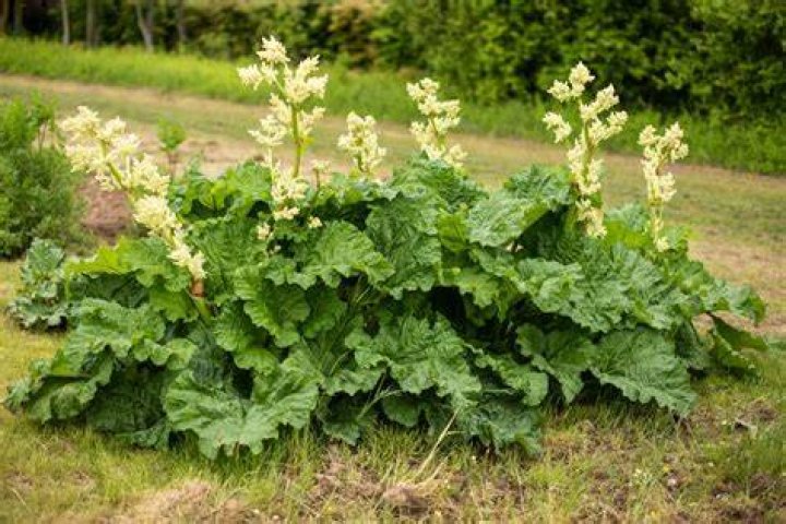 Can deer eat rhubarb leaves?