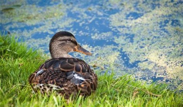 Can ducks die from loneliness?