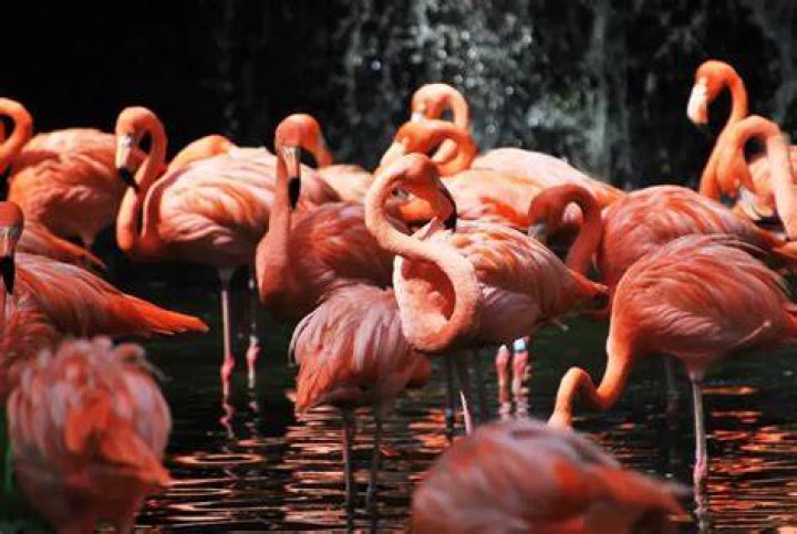 Can flamingos kill you?