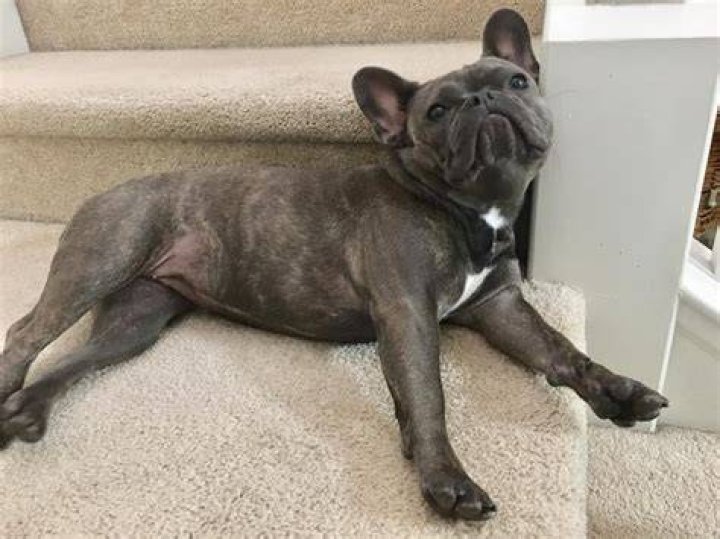 Can French Bulldogs have long legs?