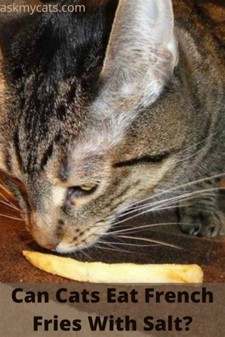 Can french fries kill cats?