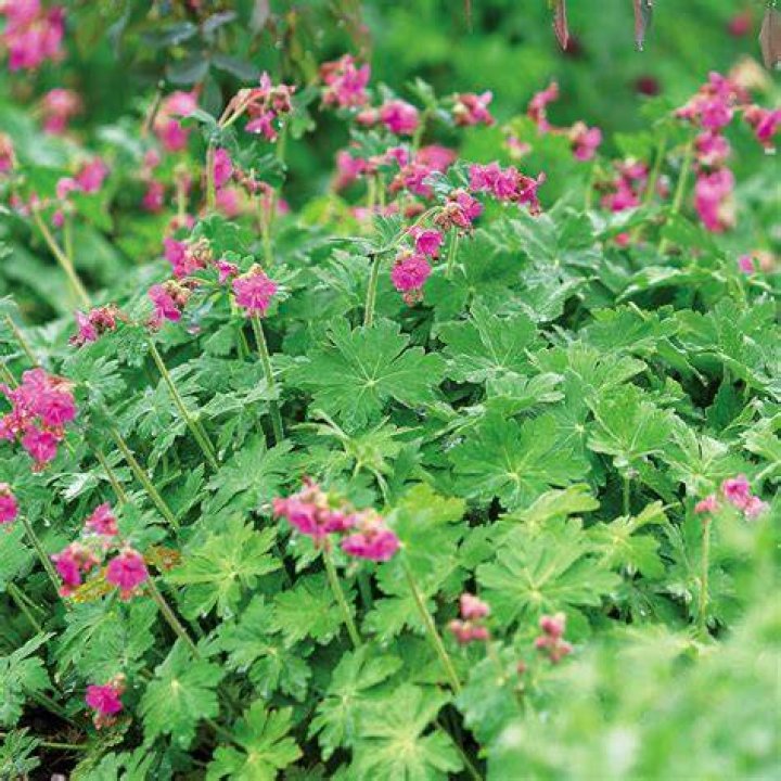Can geraniums grow in partial shade?