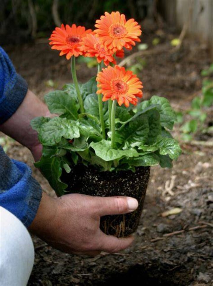 Can gerbera daisies grow in pots?