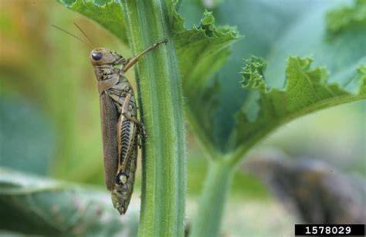 Can grasshoppers be poisonous?