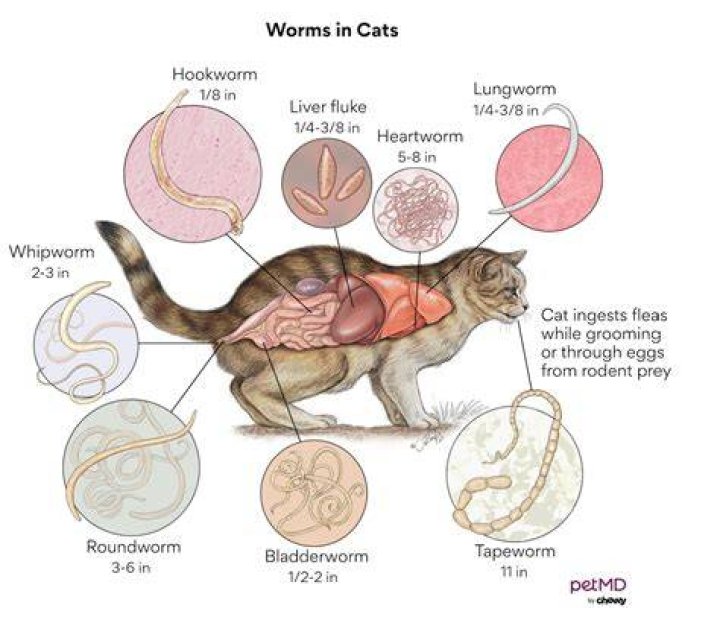Can hookworms be transmitted from cats to humans?