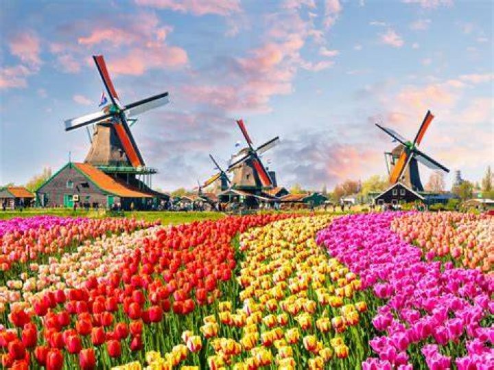 Can I bring tulip bulbs back from Amsterdam to us?