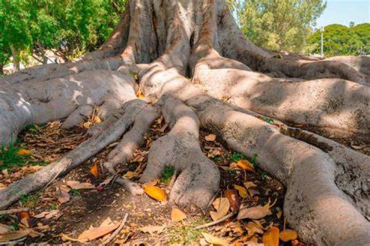 Can I cut a small tree down in my garden?