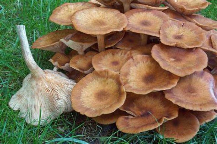 Can i eat mushrooms with brown spots?