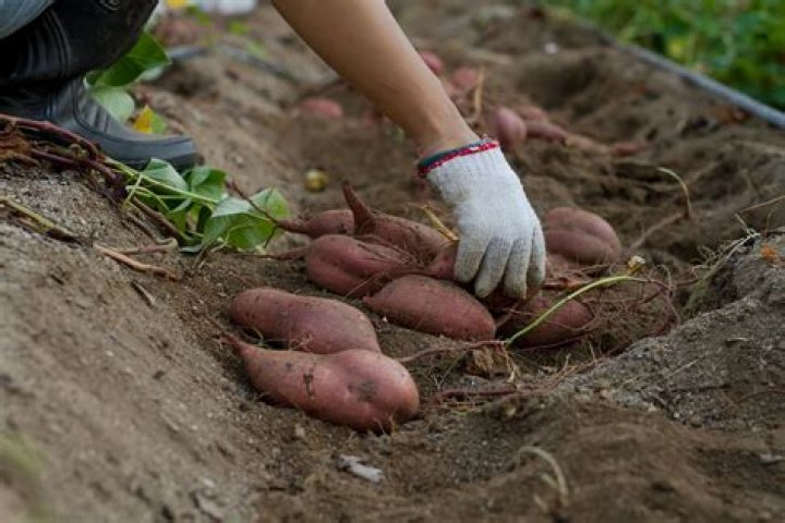 Can I grow sweet potatoes in Minnesota?
