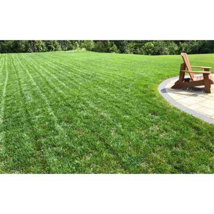 Can I mix Bermuda grass with fescue?