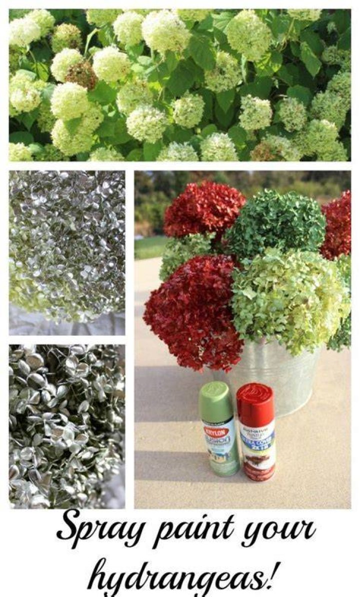 Can I spray paint hydrangeas?