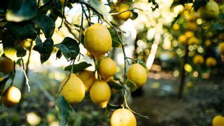 Can lemons grow in Washington state?