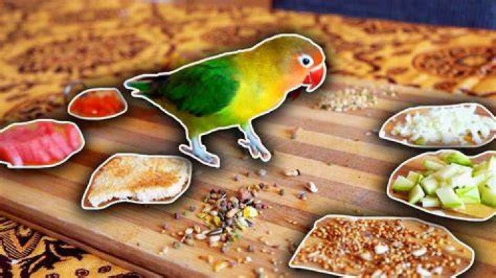 Can lovebirds eat parakeet food?