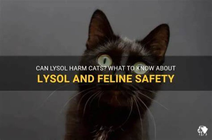Can Lysol kill cats?