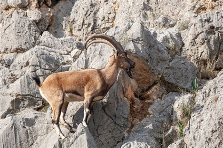 Can mountain goats climb cliffs?