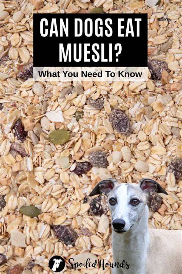 Can my dog eat muesli?