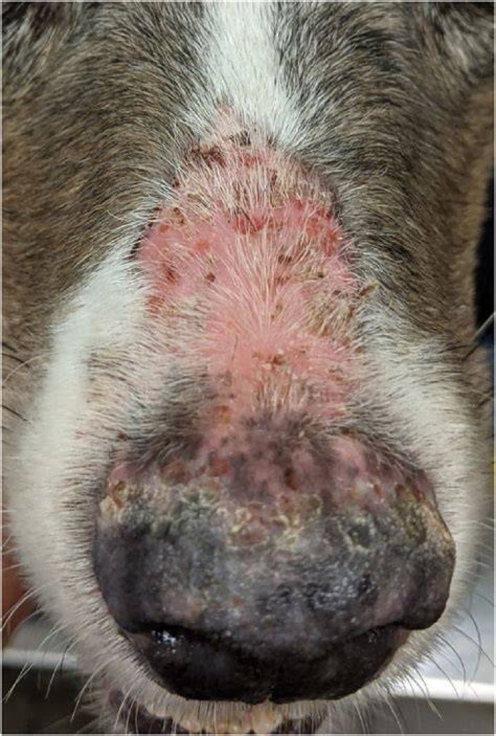 Can pemphigus Foliaceus be cured in dogs?