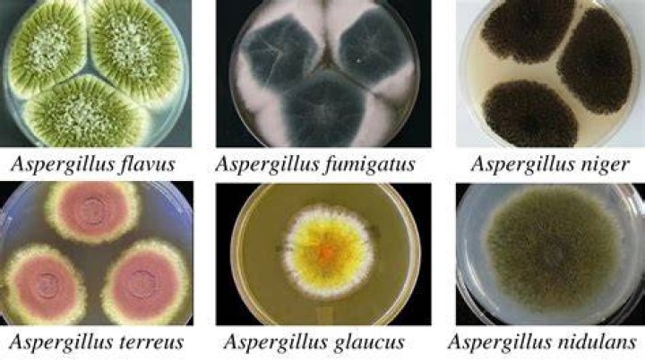 Can Penicillium cause human infection?