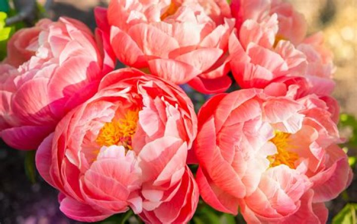 Can peonies grow in Southern California?