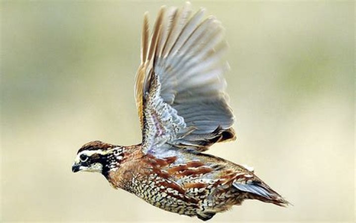 Can quail birds fly?