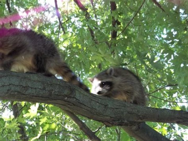 Can raccoons climb hardware cloth?