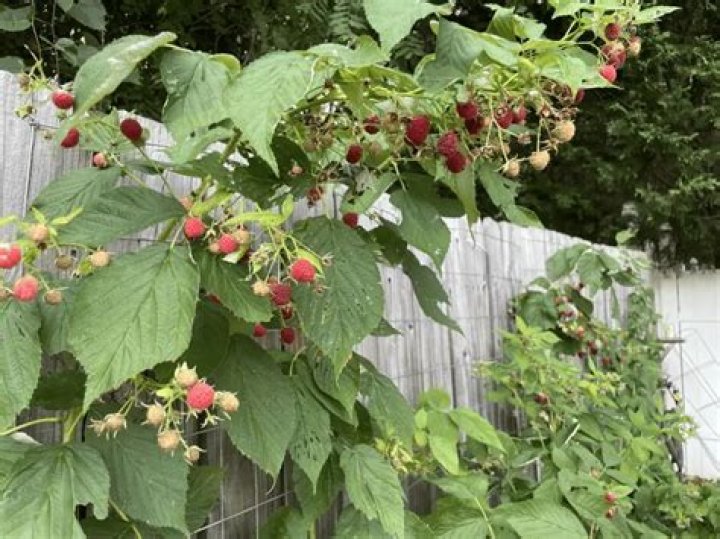 Can raspberries grow in Georgia?