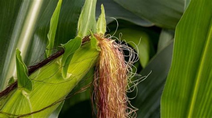 Can silk plants be used outdoors?