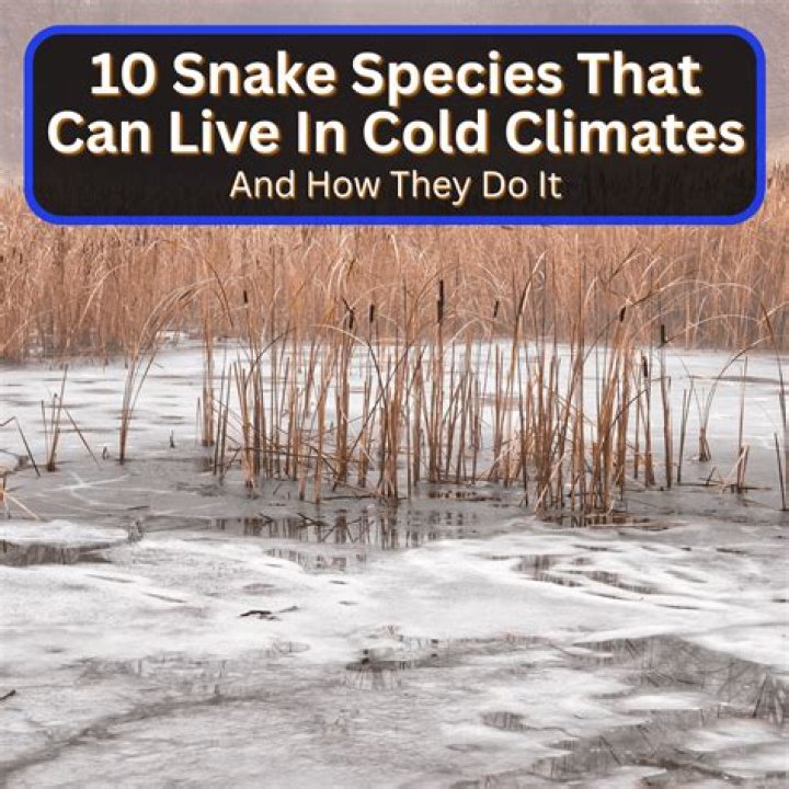 Can sloths live in cold weather?