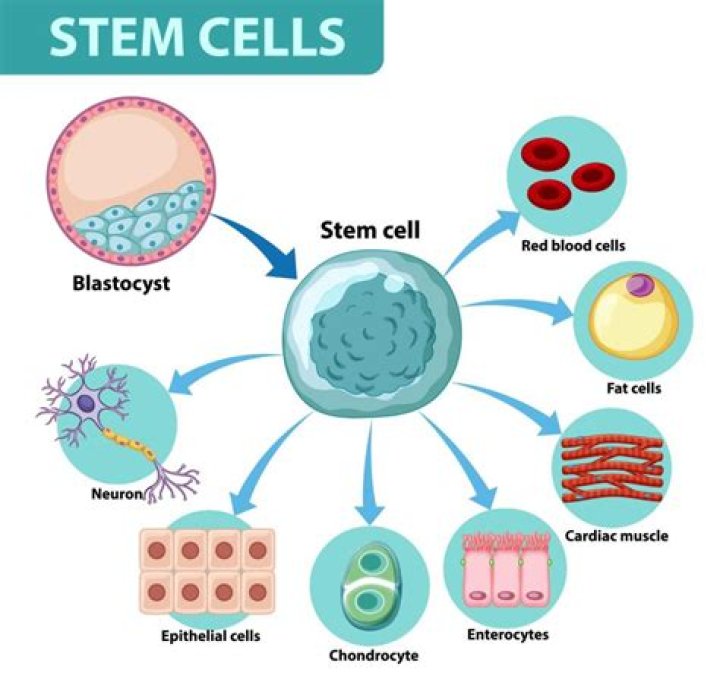 Can stem cells make you immortal?