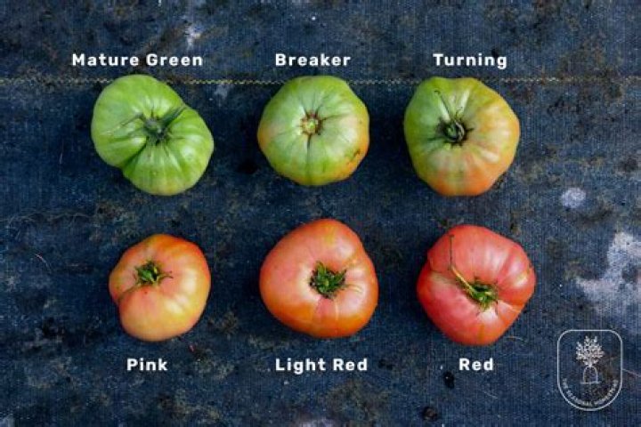 Can tomatillos ripen off the vine?
